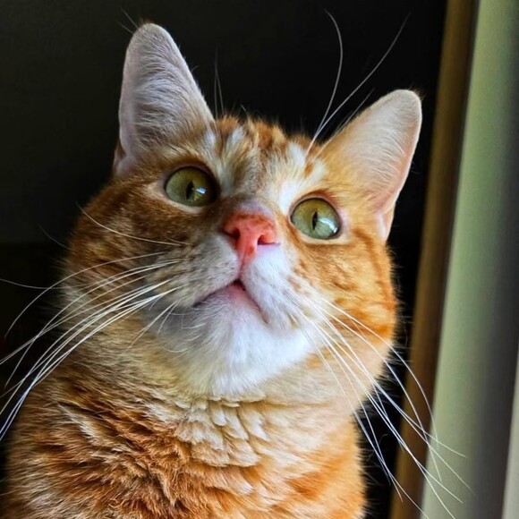 coolcatjewelry